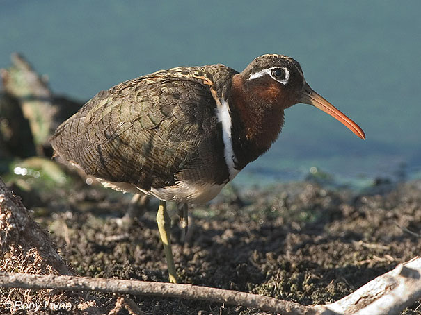   חרטומית בנגלית Painted Snipe Rostratula benghalensis                 עמק חפר,ספטמבר 2005.צלם:רוני ליבנה.
